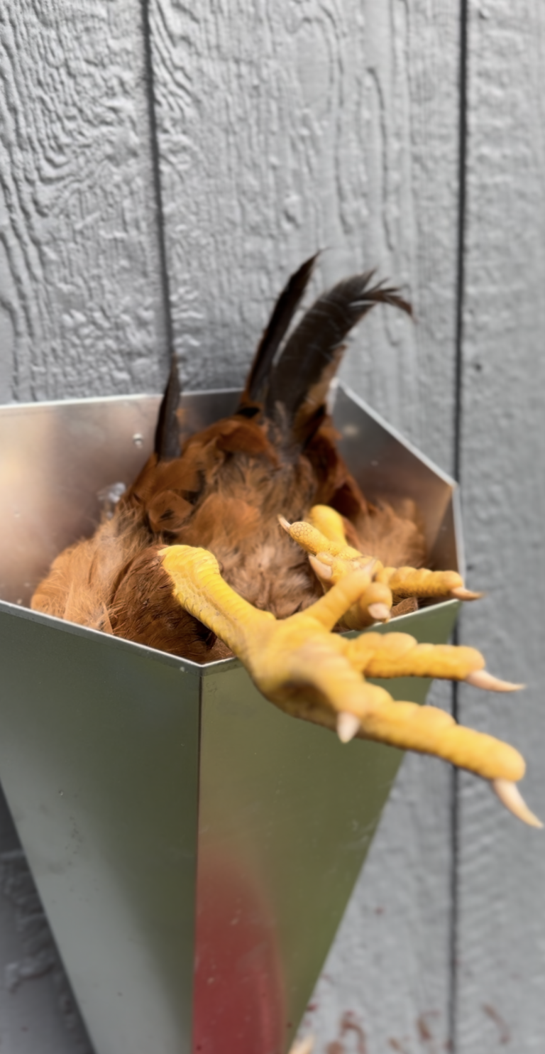 How to butcher Chickens