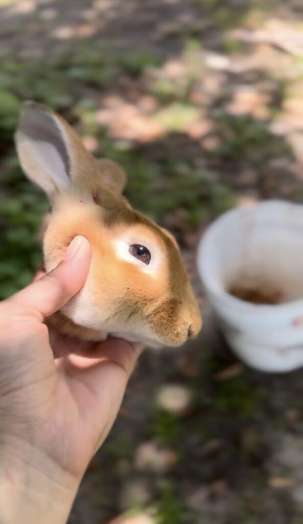 rabbit head