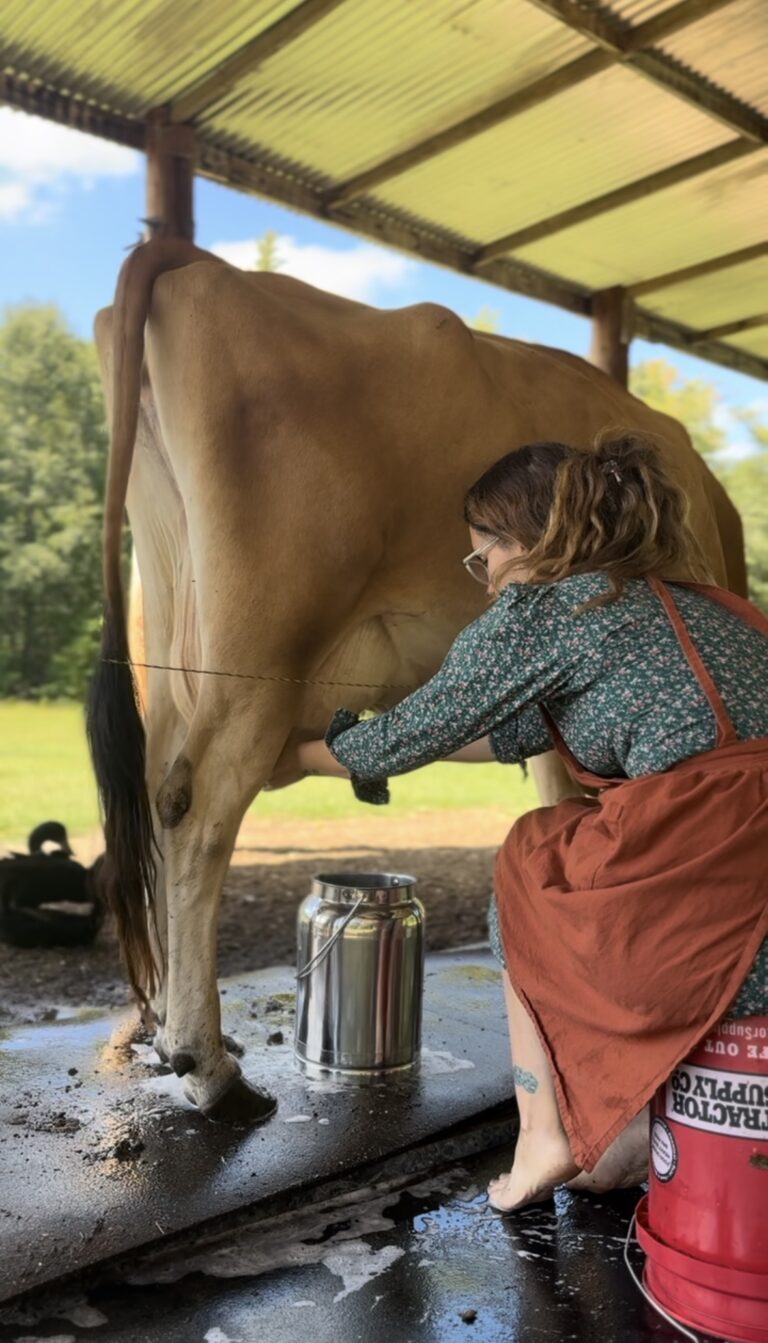 The Reality of Owning a Family Milk Cow: What You Need to know